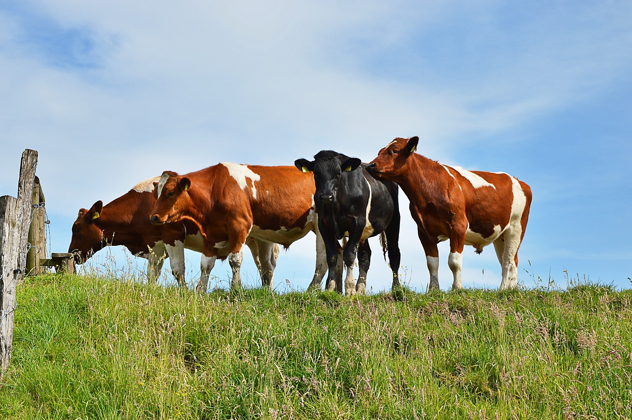 新澳門最精準(zhǔn)正最精準(zhǔn)龍門：虎、狗、蛇、牛中