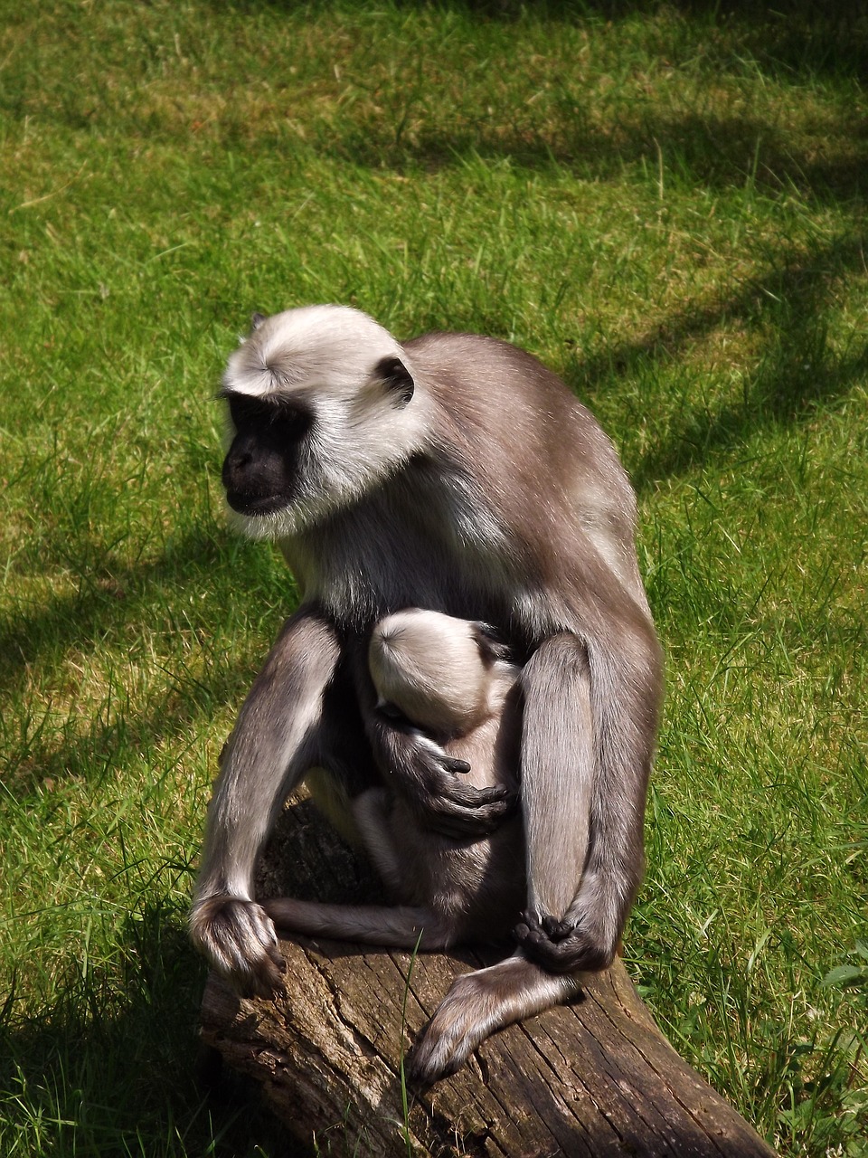 新奧最精準(zhǔn)免費(fèi)大全下載安裝：本期推薦羊、蛇、猴、蛇