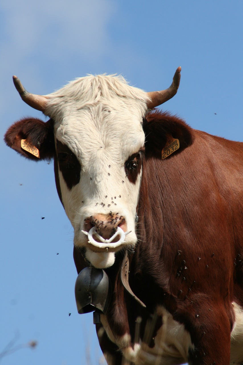 澳門三肖三碼準(zhǔn)100%感慨人生：本期推薦狗、狗、牛、狗