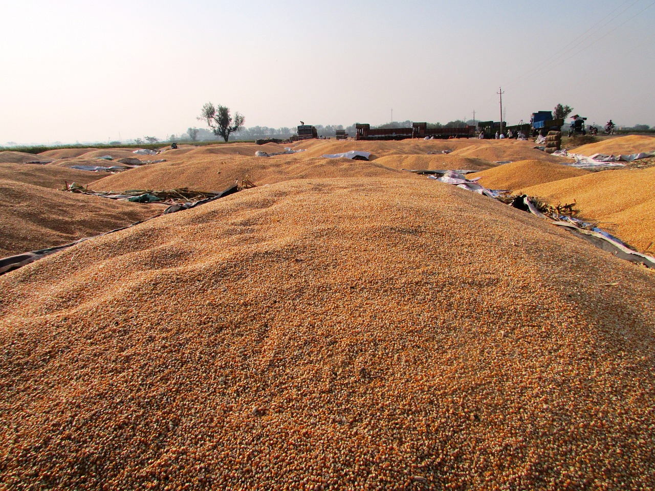 豆粕價(jià)格最新行情及分析