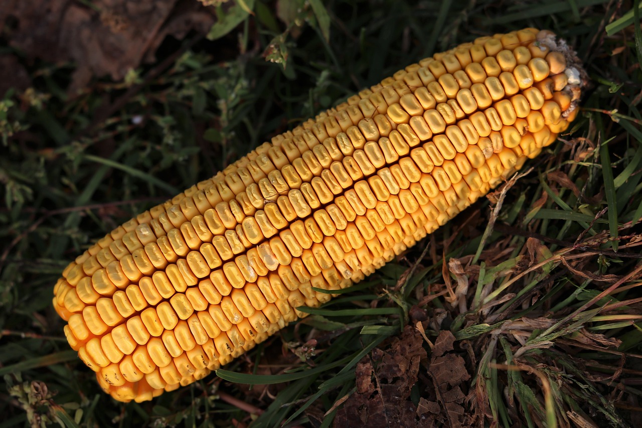 最新金玉米價(jià)格及動(dòng)態(tài)分析概覽