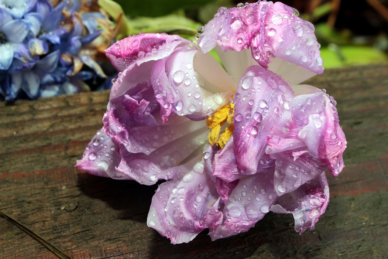 雅思最新考試動態(tài)揭秘,趨勢、變化與面臨的挑戰(zhàn)