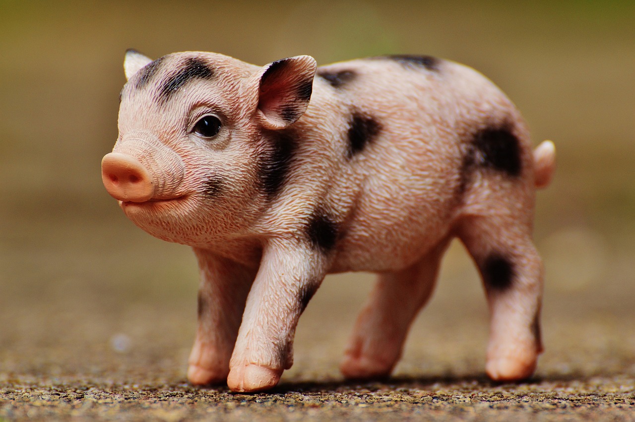 今日豬價(jià)格走勢(shì)及分析概覽