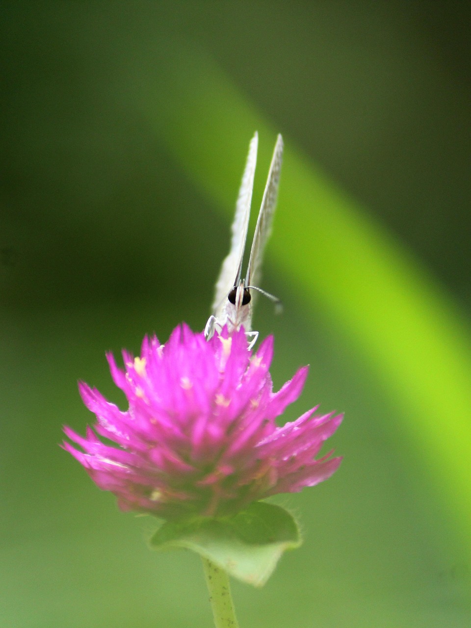 探索二次元世界的夢幻與美麗——蝴蝶動漫之旅