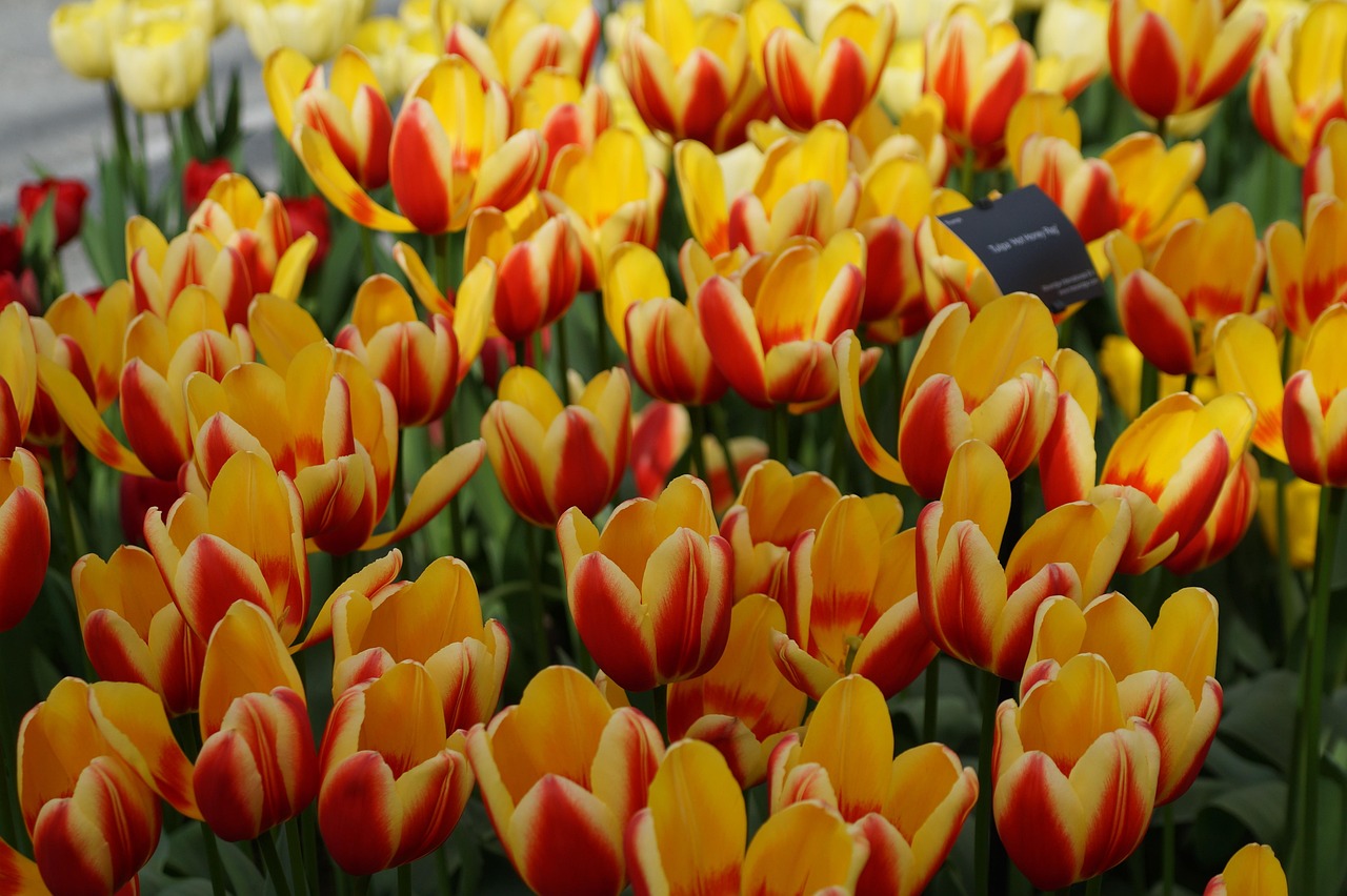 電影狂熱郁金香，色彩與情感的絢爛交織