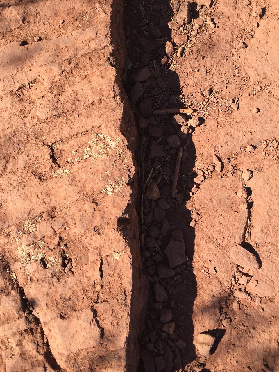 小狼格林最新動態(tài),成長、探索與未來的展望之路