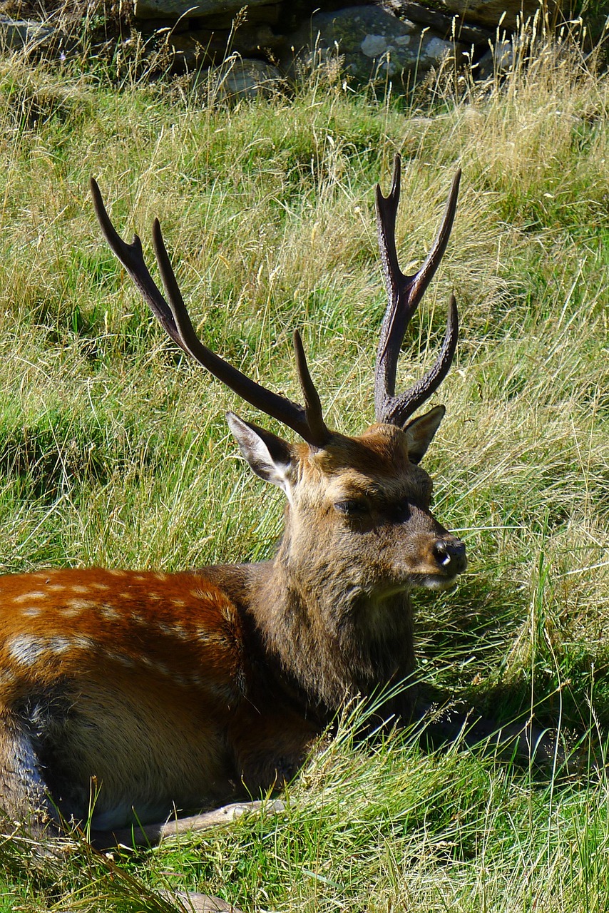 最新狐貍皮類商品價(jià)格及走勢(shì)分析概覽