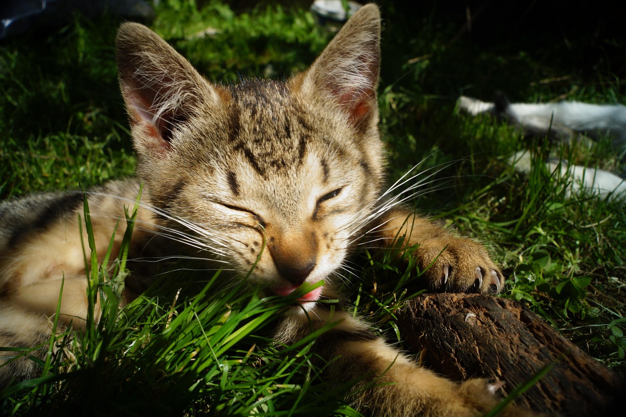 最新藍(lán)狐皮市場(chǎng)行情深度解析