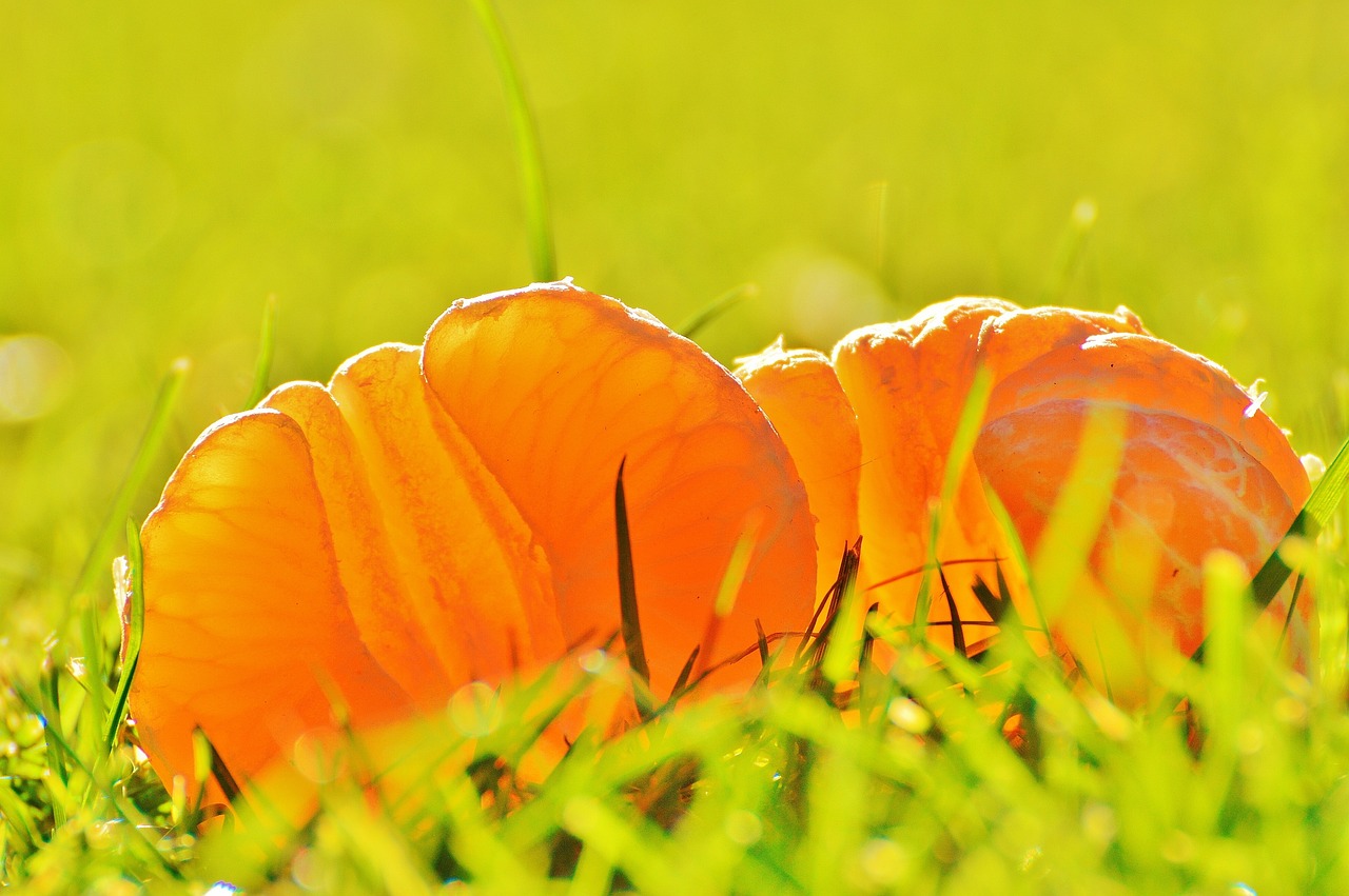 新鮮鳳梨資訊,熱帶水果世界的最新動態(tài)探索