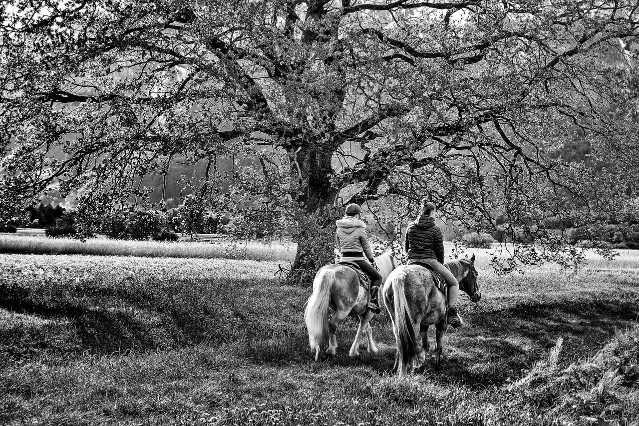 歐美人與動(dòng)物最新動(dòng)態(tài),探索和諧共生的新紀(jì)元