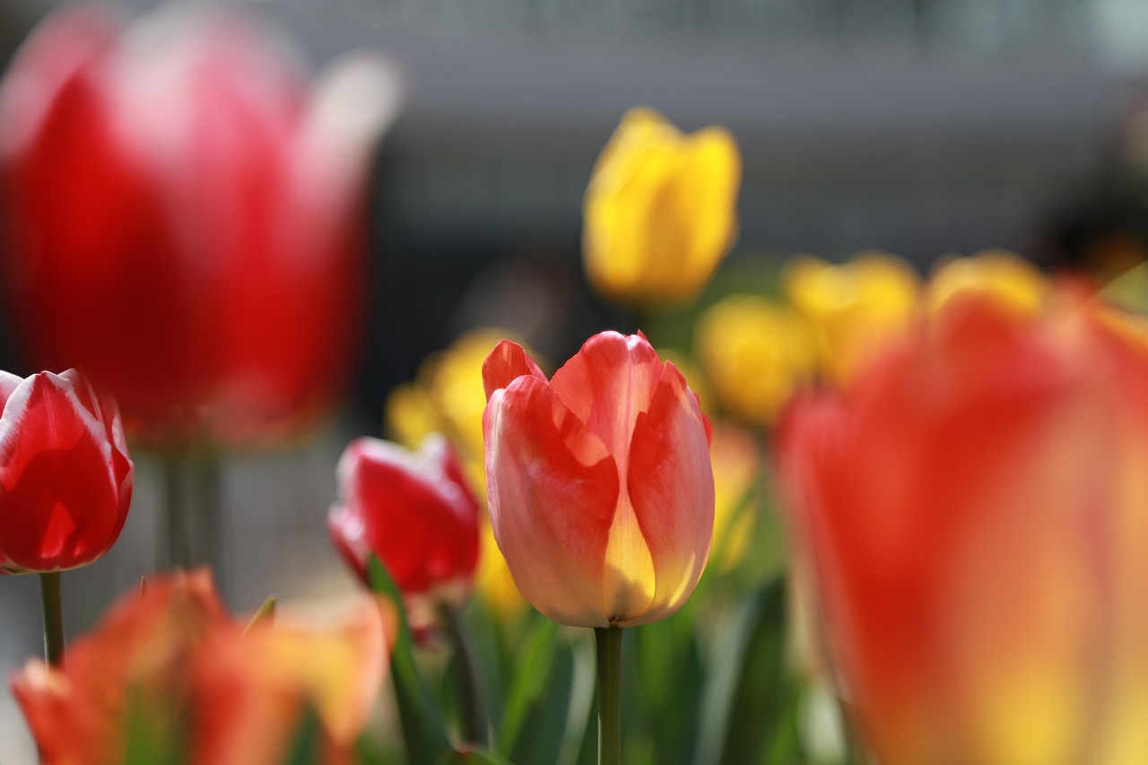 江蘇高鐵最新動(dòng)態(tài),引領(lǐng)區(qū)域交通新時(shí)代的新征程