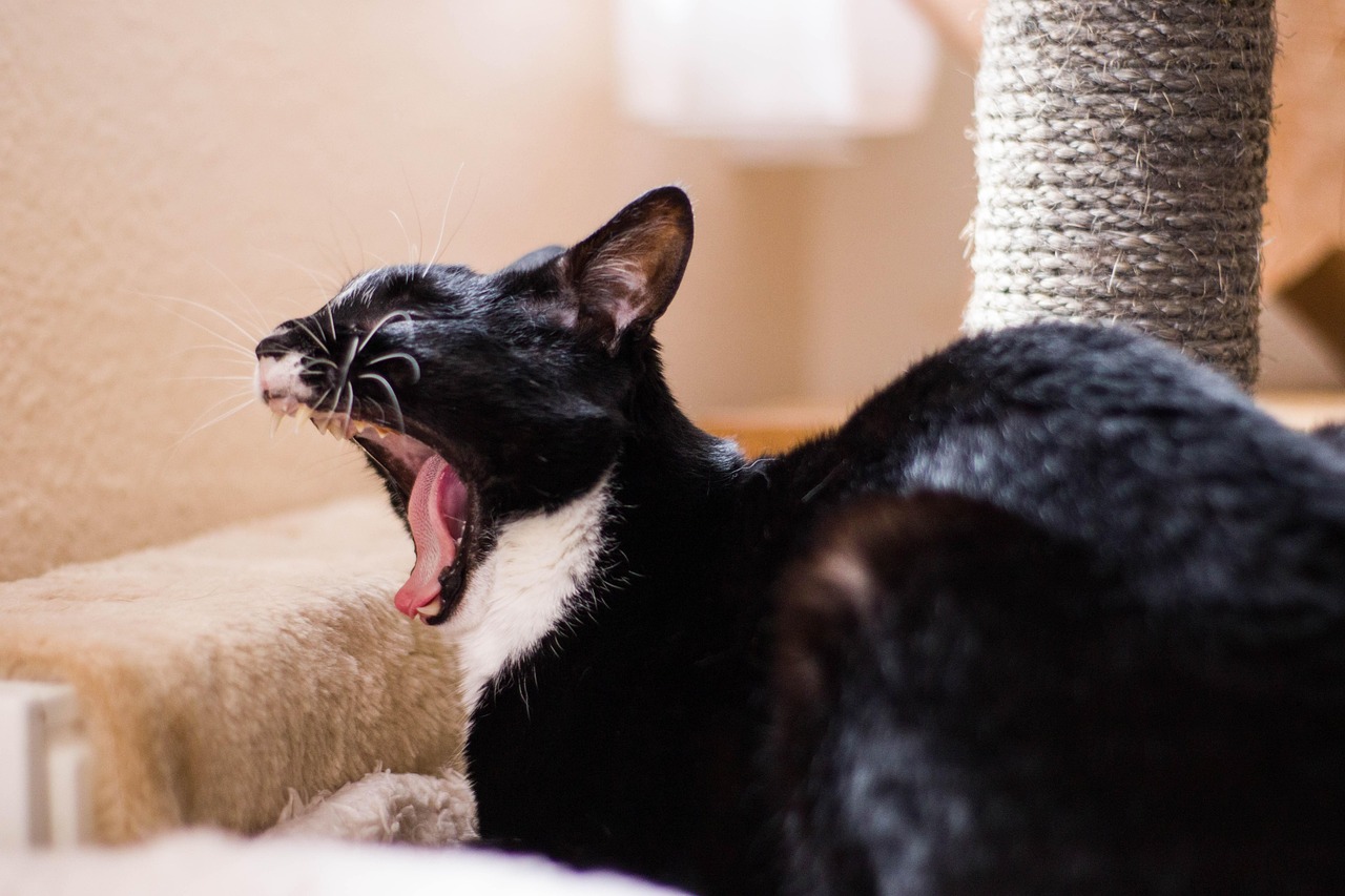 二次元世界中的貓之魅力，探尋貓的無(wú)限風(fēng)采