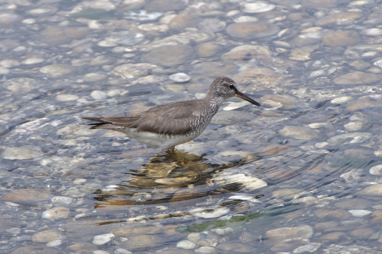 最新野生動物保護(hù)法規(guī)，重塑自然生態(tài)平衡的關(guān)鍵所在