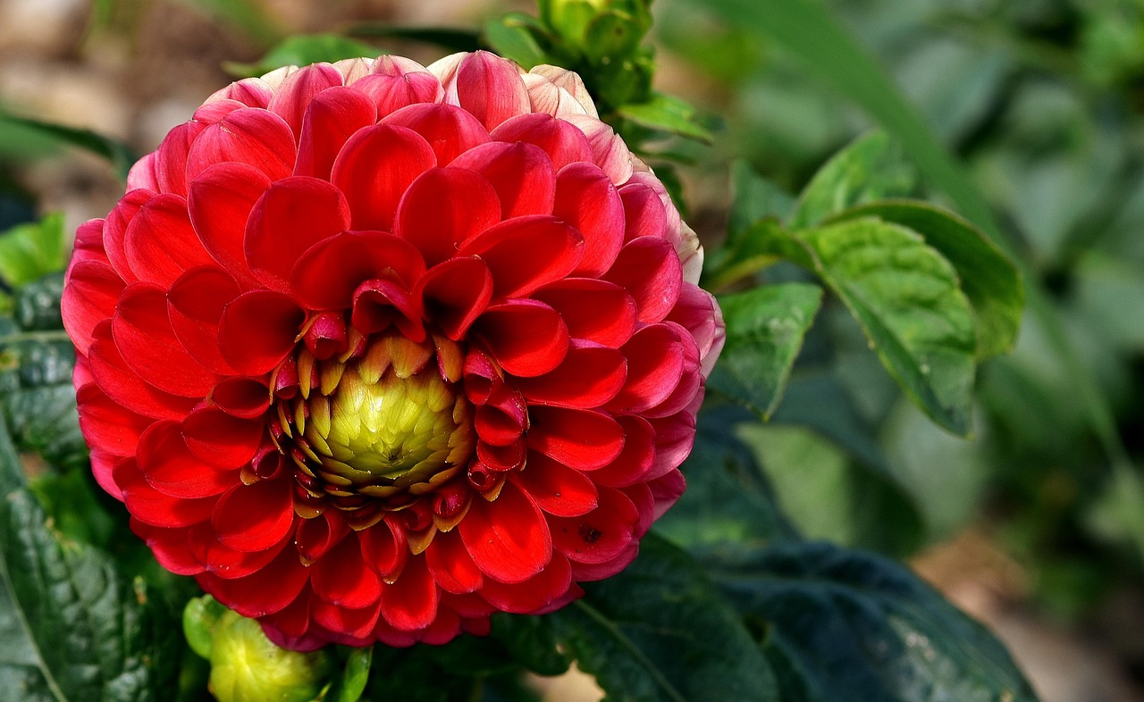 肥城桃的成熟季節(jié)，品味桃香，共賞甘甜（一般在夏季成熟上市）