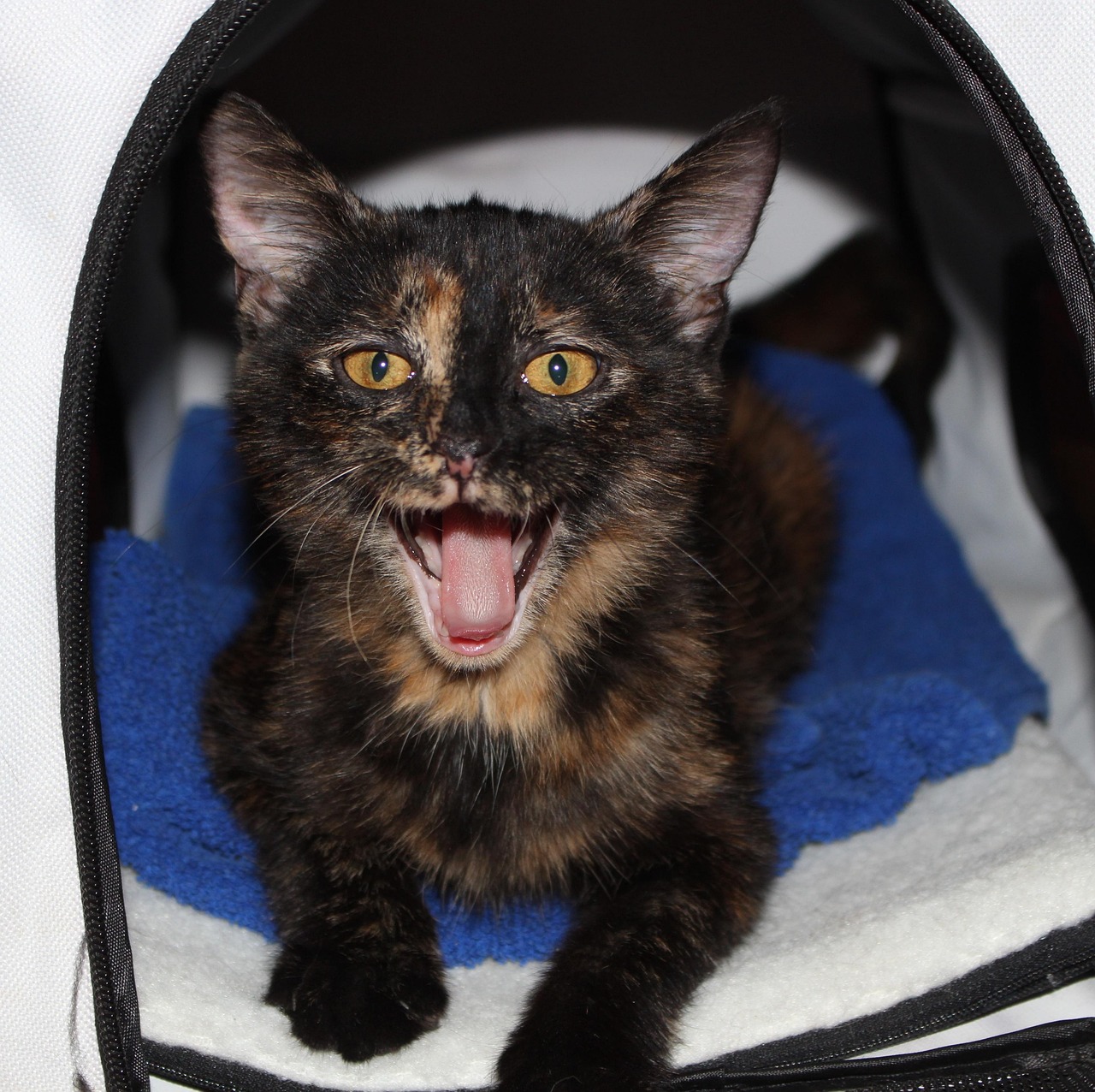 最新喵咪下載，探索貓咪世界的全新體驗(yàn)之旅