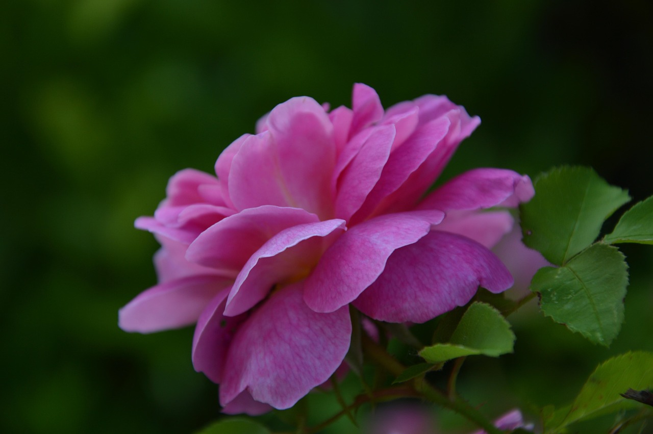 廠花電視劇，工業(yè)之花與人性之美的展現(xiàn)