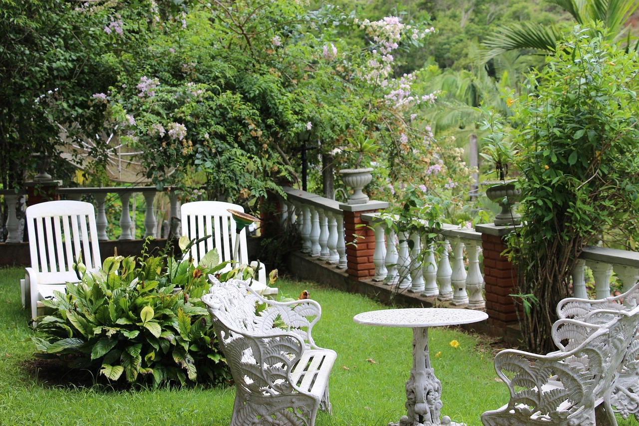 國(guó)槐樹最新行情概覽與分析