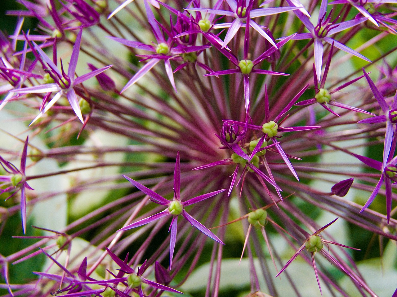 大蒜論壇最新資訊深度探討，大蒜產(chǎn)業(yè)最新動(dòng)態(tài)與未來(lái)發(fā)展趨勢(shì)