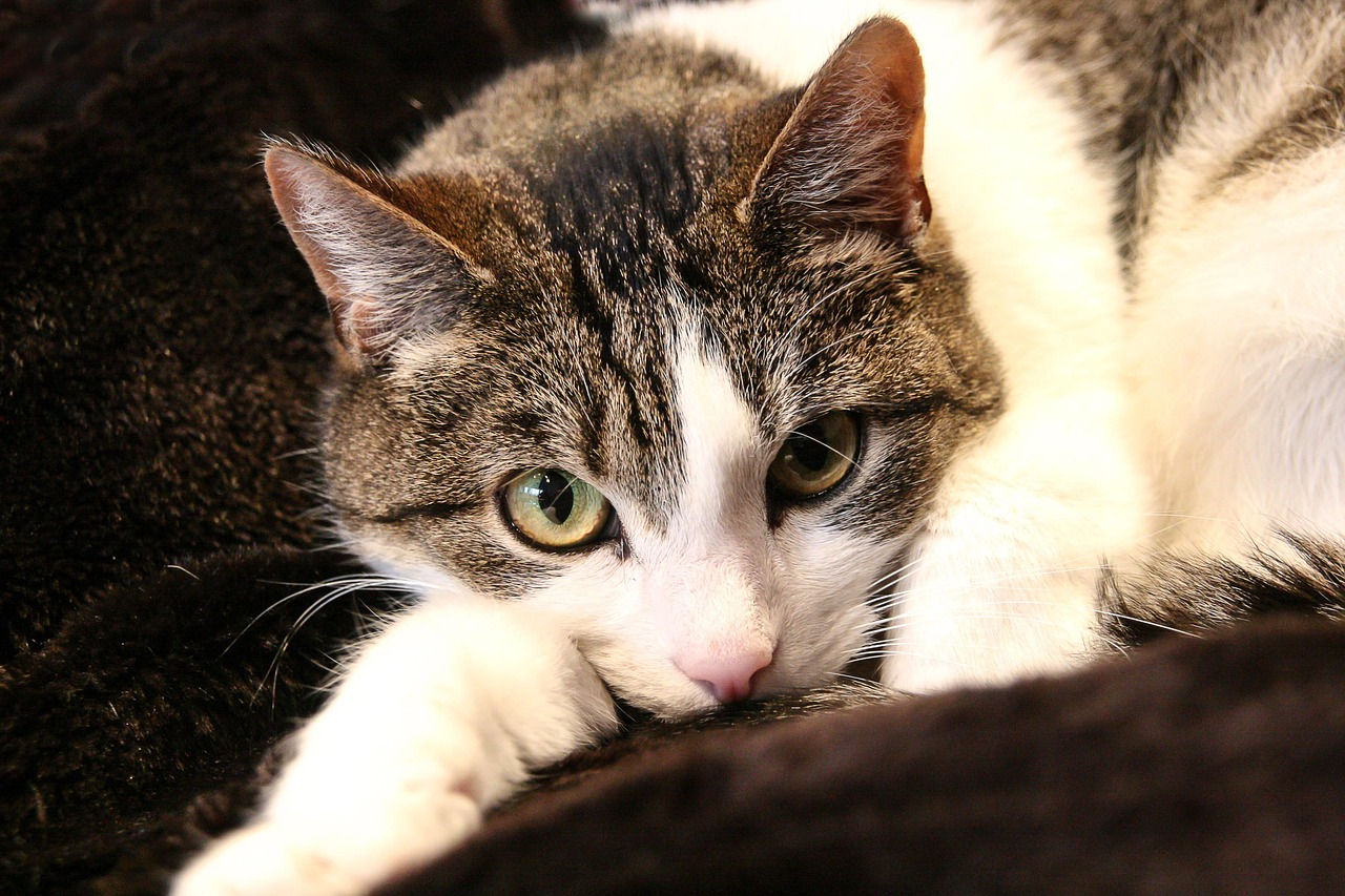 中弘股份重組最新資訊深度解析與動態(tài)關(guān)注