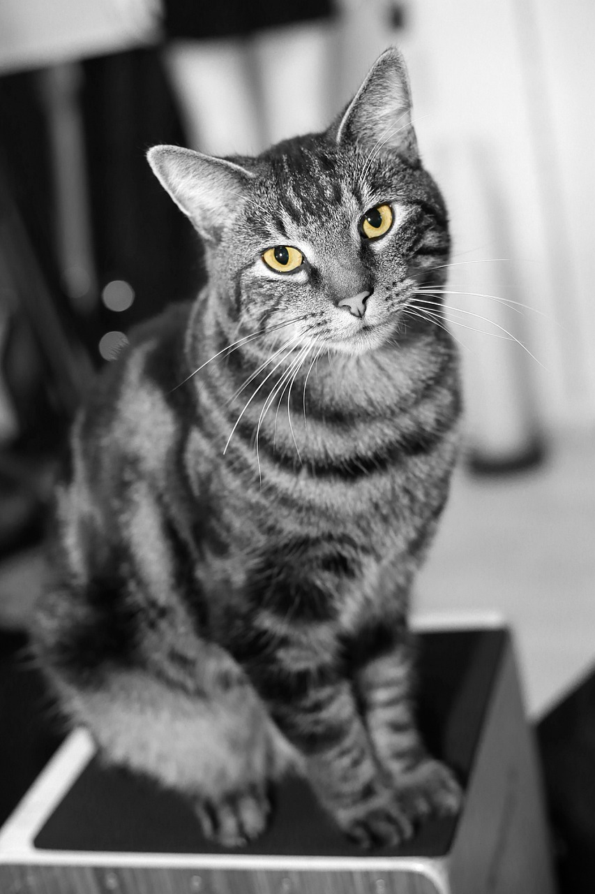 動(dòng)態(tài)動(dòng)漫圖片,展現(xiàn)生動(dòng)魅力的全新藝術(shù)形式