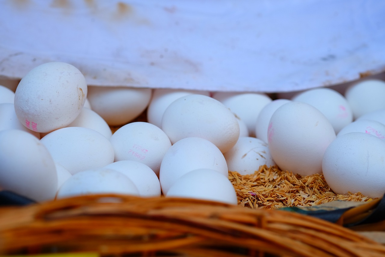 網(wǎng)約車(chē)行業(yè)最新動(dòng)態(tài)揭秘，變革探索與未來(lái)趨勢(shì)展望