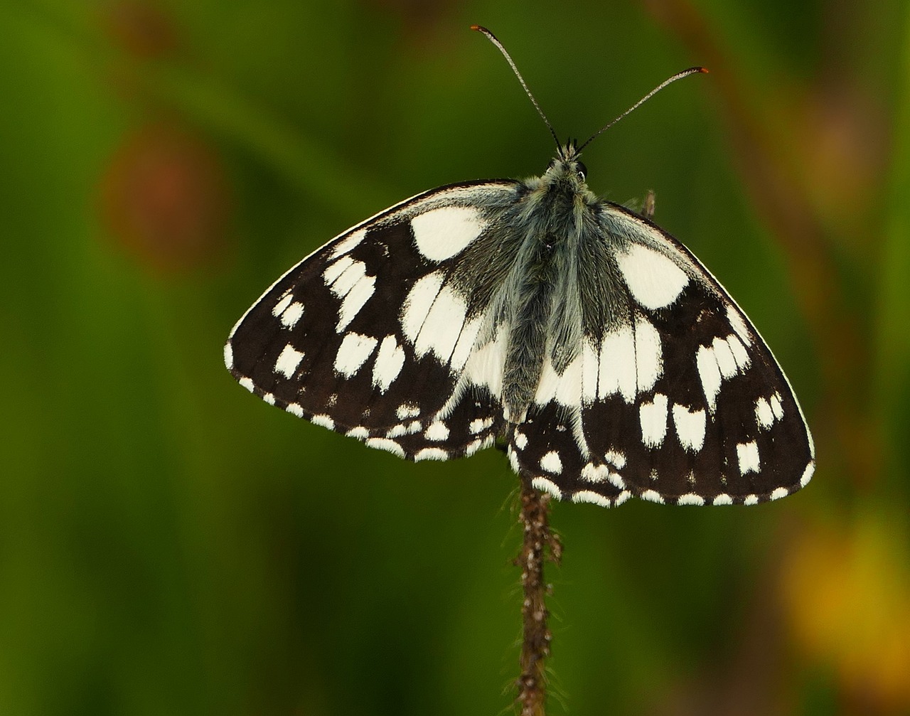 山東柴油最新價格及動態(tài)分析概述