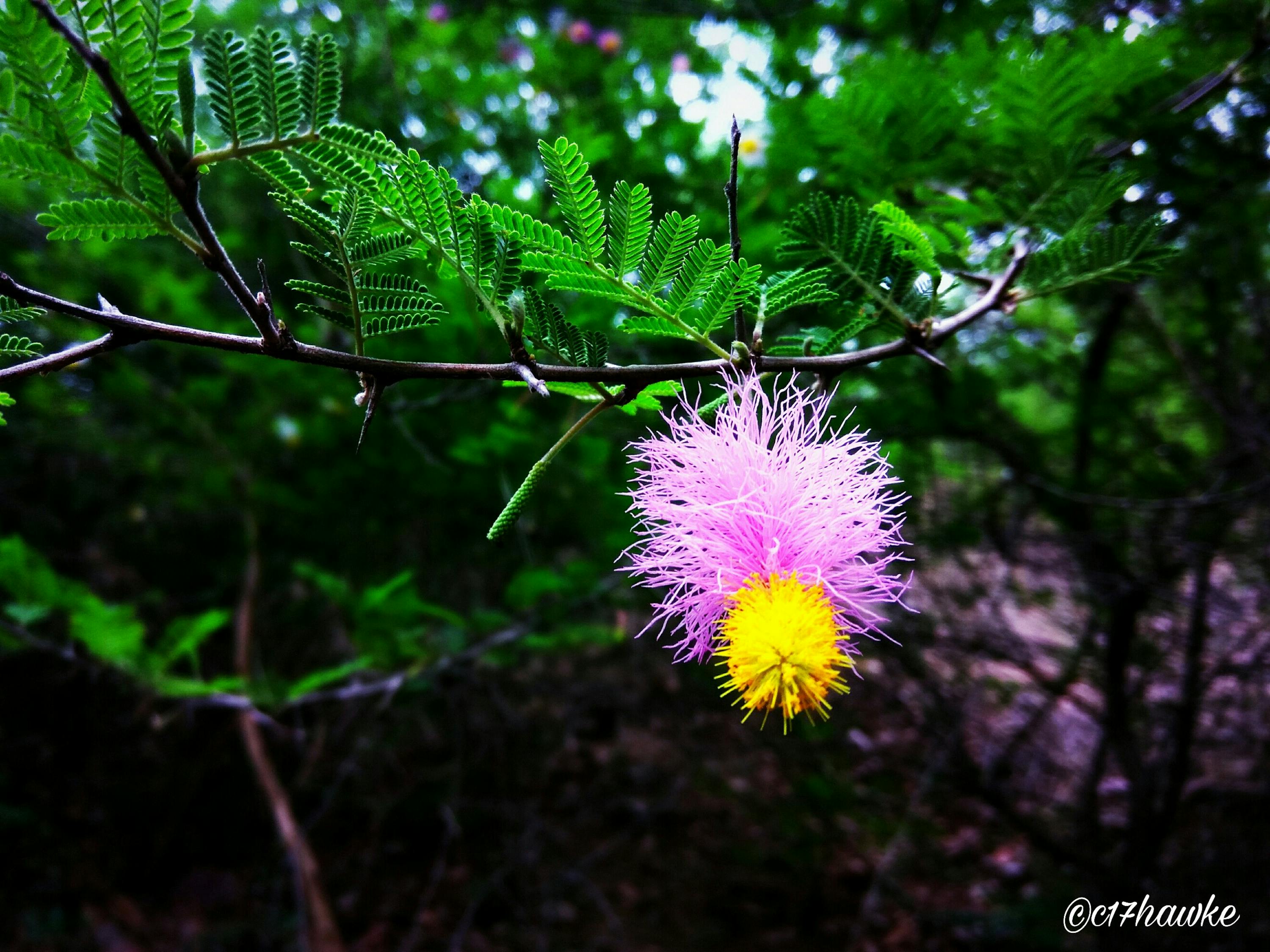 自然之美與靈動之姿的完美結合,最新畫眉鳥視頻在線欣賞