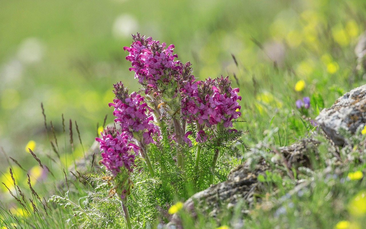 最新牧游記,草原未知之美的探索之旅