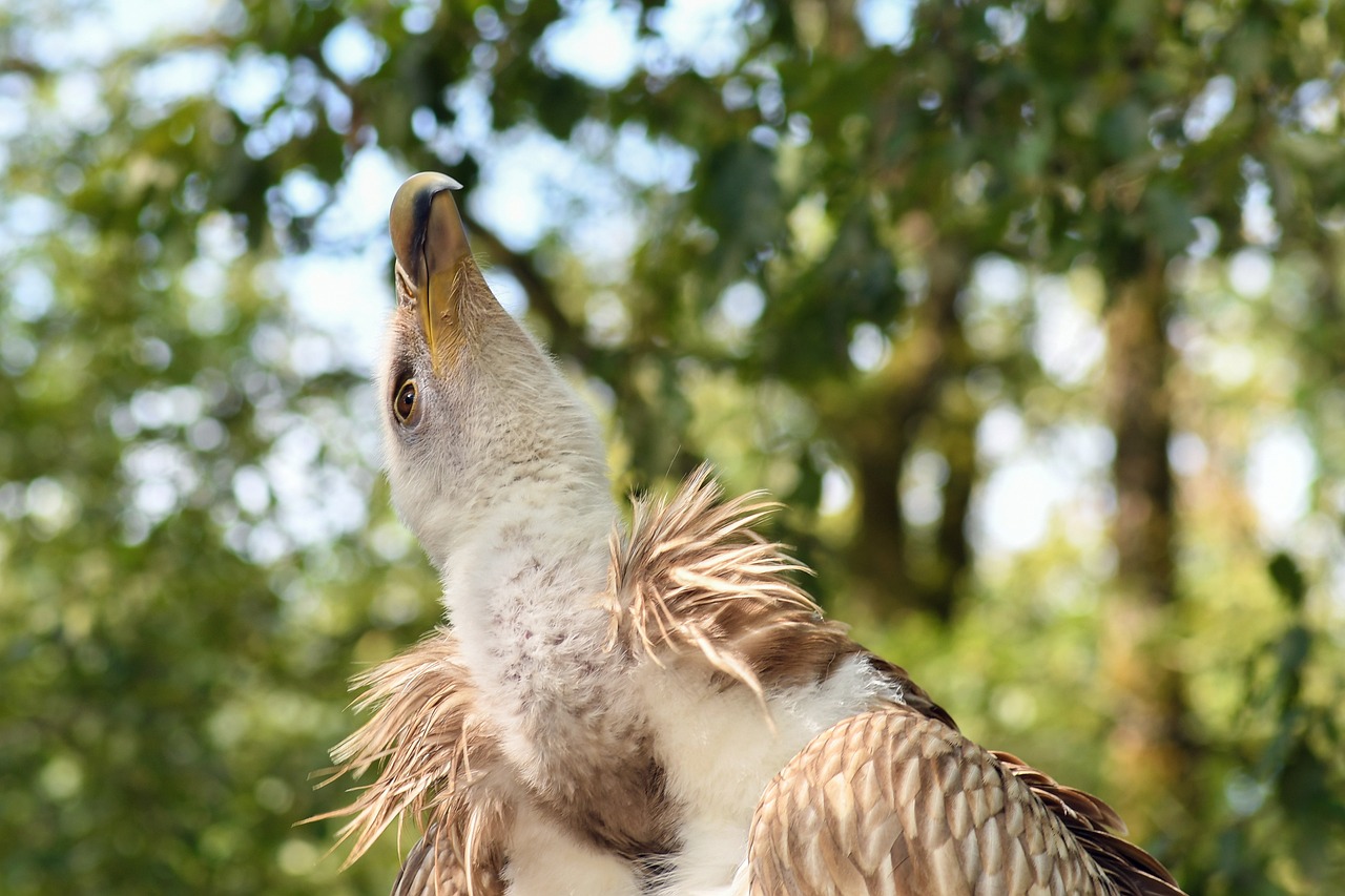 雙城二手房市場動態(tài)解析，市場趨勢與深度分析
