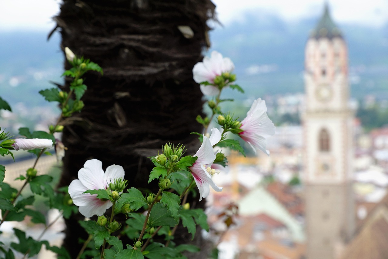 高唐東大集資動態(tài)，深度解析與發(fā)展展望
