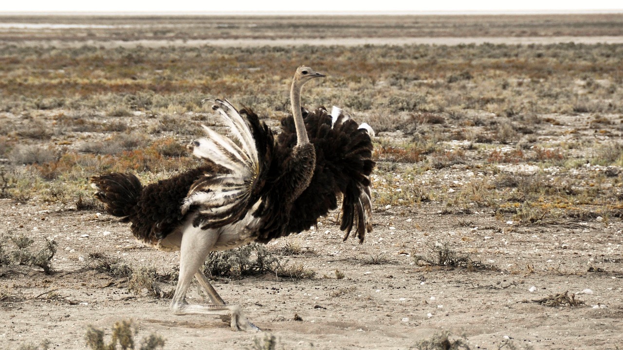 李易峰在動(dòng)物世界中的演員表現(xiàn),與角色的奇妙交織