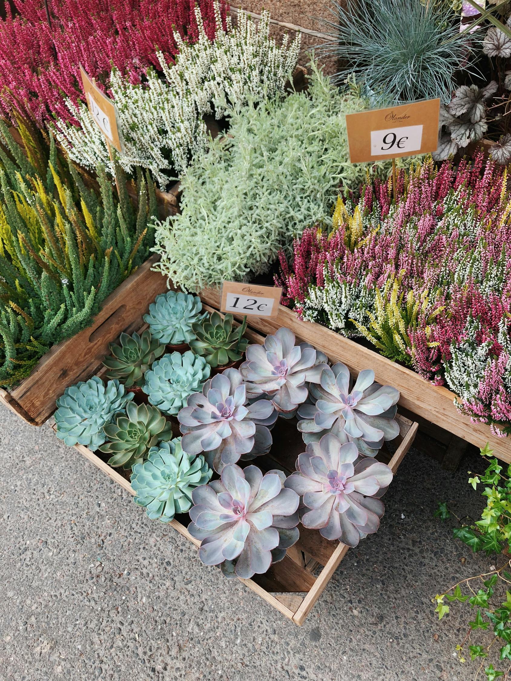 竹柏的美麗與價值,圖片及價格表一覽