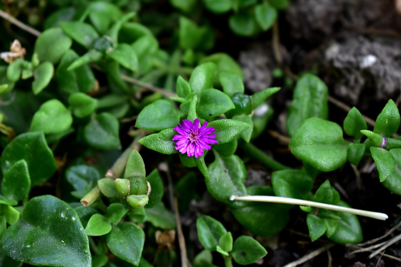 竹柏的美麗與價值,圖片及價格表一覽