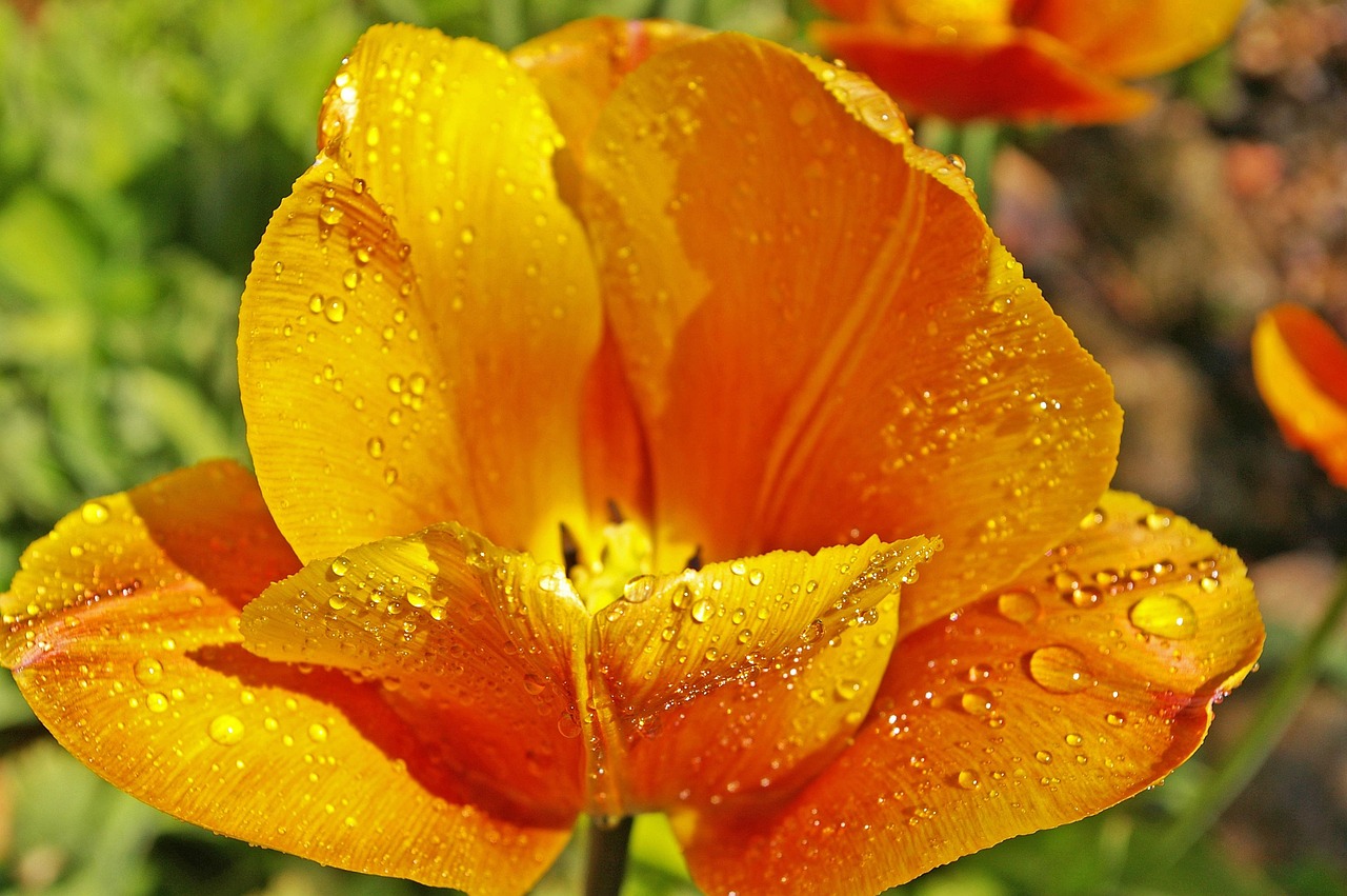 最新早晨問(wèn)候動(dòng)態(tài)圖，喚醒美好一天的溫馨祝愿