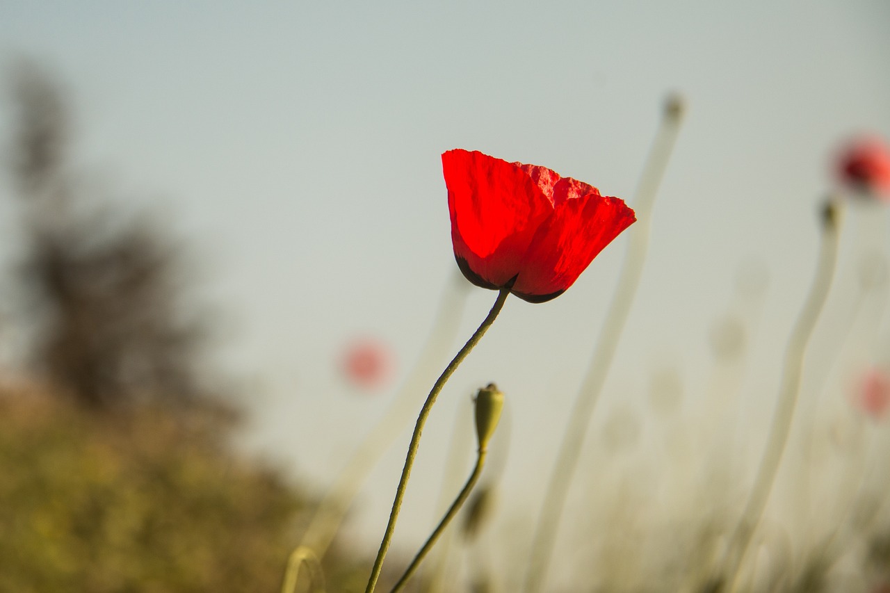 第5號(hào)臺(tái)風(fēng)最新動(dòng)態(tài)，影響分析、應(yīng)對(duì)措施及進(jìn)展關(guān)注