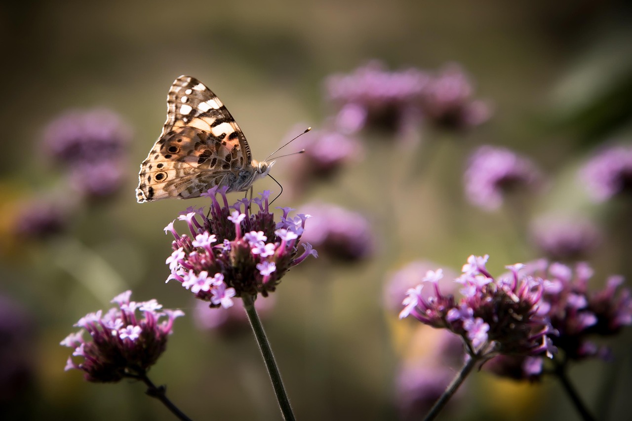 青青草最新視頻，探索自然之美的獨特魅力