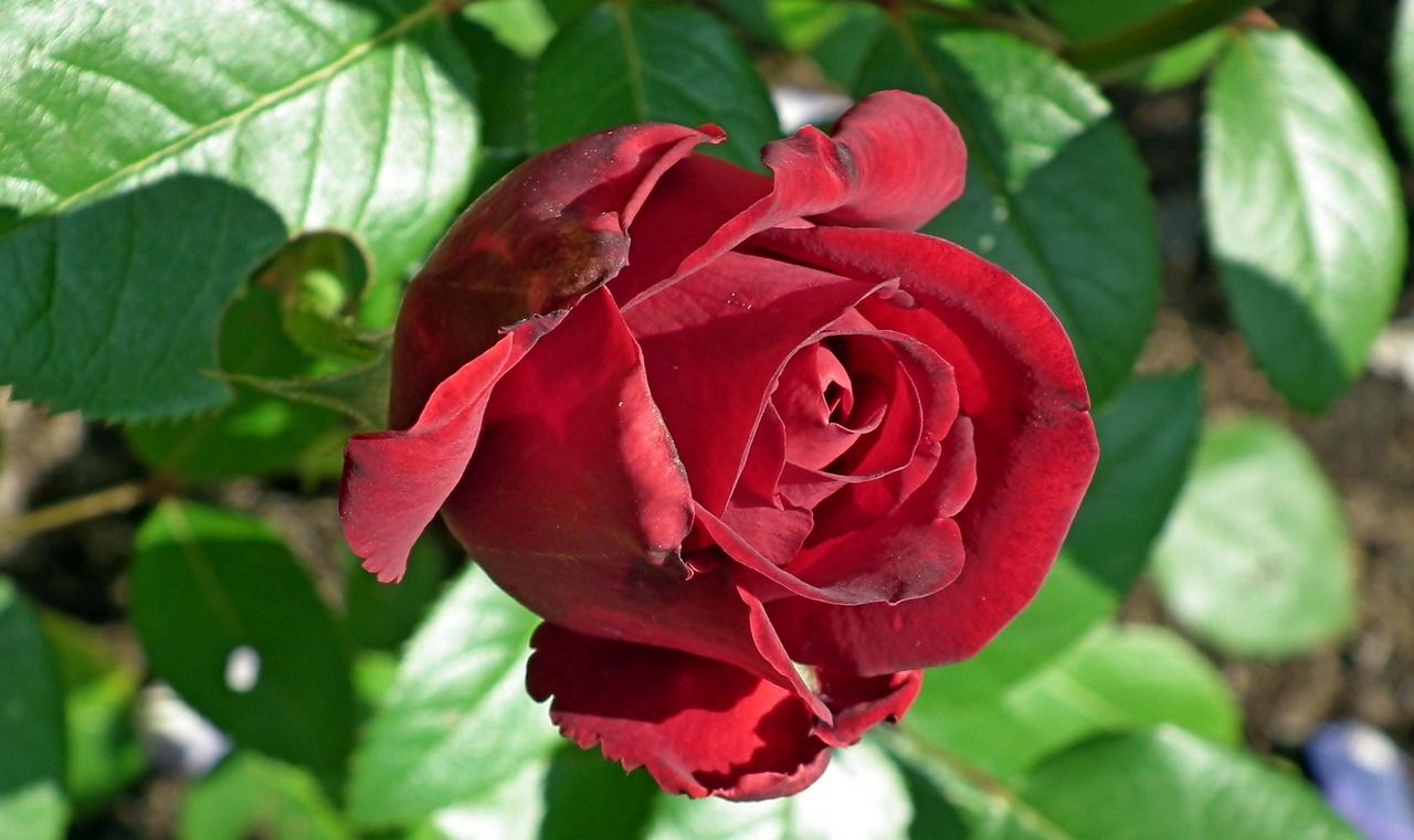 唐嫣羅晉愛(ài)情事業(yè)雙豐收，最新動(dòng)態(tài)展現(xiàn)甜蜜生活引人矚目