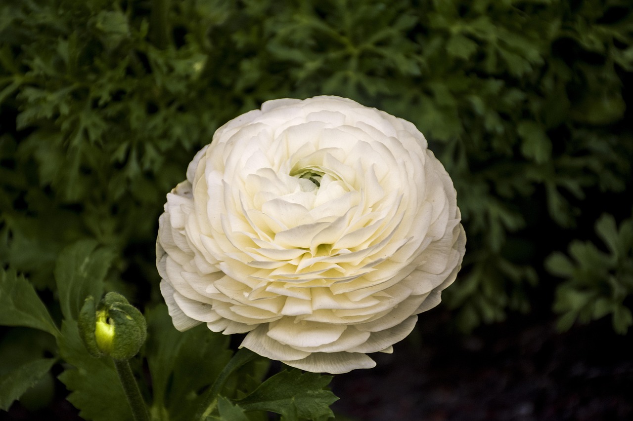 博仕園二期最新價格動態(tài)及解析