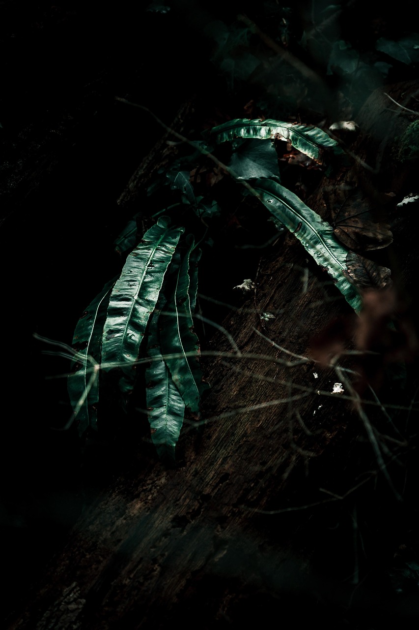 蘇州北宸之光最新價格概覽與動態(tài)分析