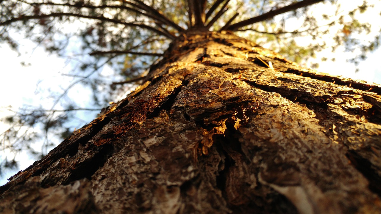麻章碧桂園最新動(dòng)態(tài)，未來美好藍(lán)圖揭曉