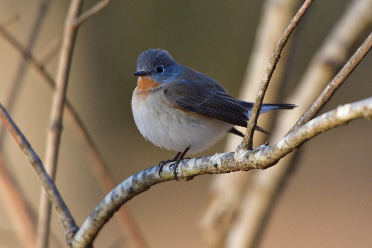 百靈鳥叫聲比賽,自然之聲的較量與欣賞視頻實錄