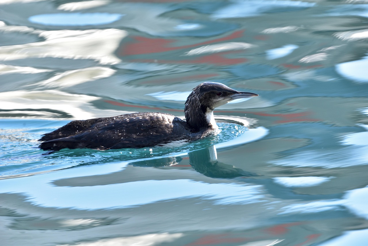 百靈鳥叫聲比賽,自然之聲的較量與欣賞視頻實錄