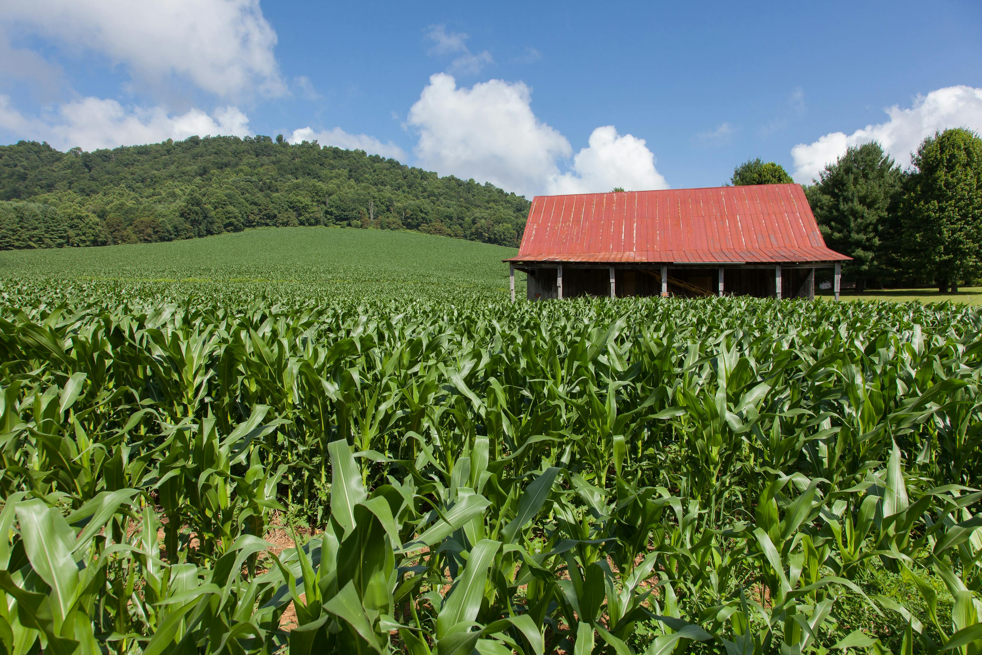 最新玉米夾,農(nóng)業(yè)生產(chǎn)變革的得力助手
