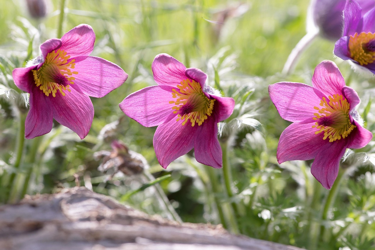 揭秘最新桃花運(yùn)勢(shì),掌握你的愛(ài)情走向!