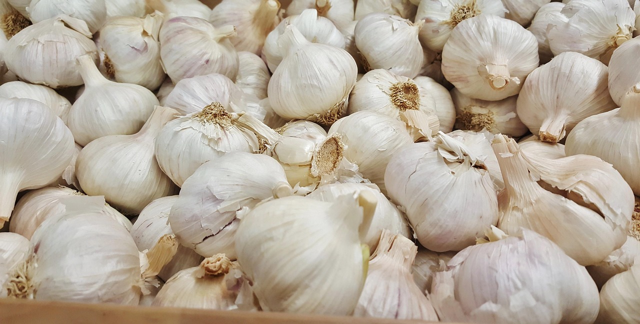 蘆柞大蒜最新價格行情及分析