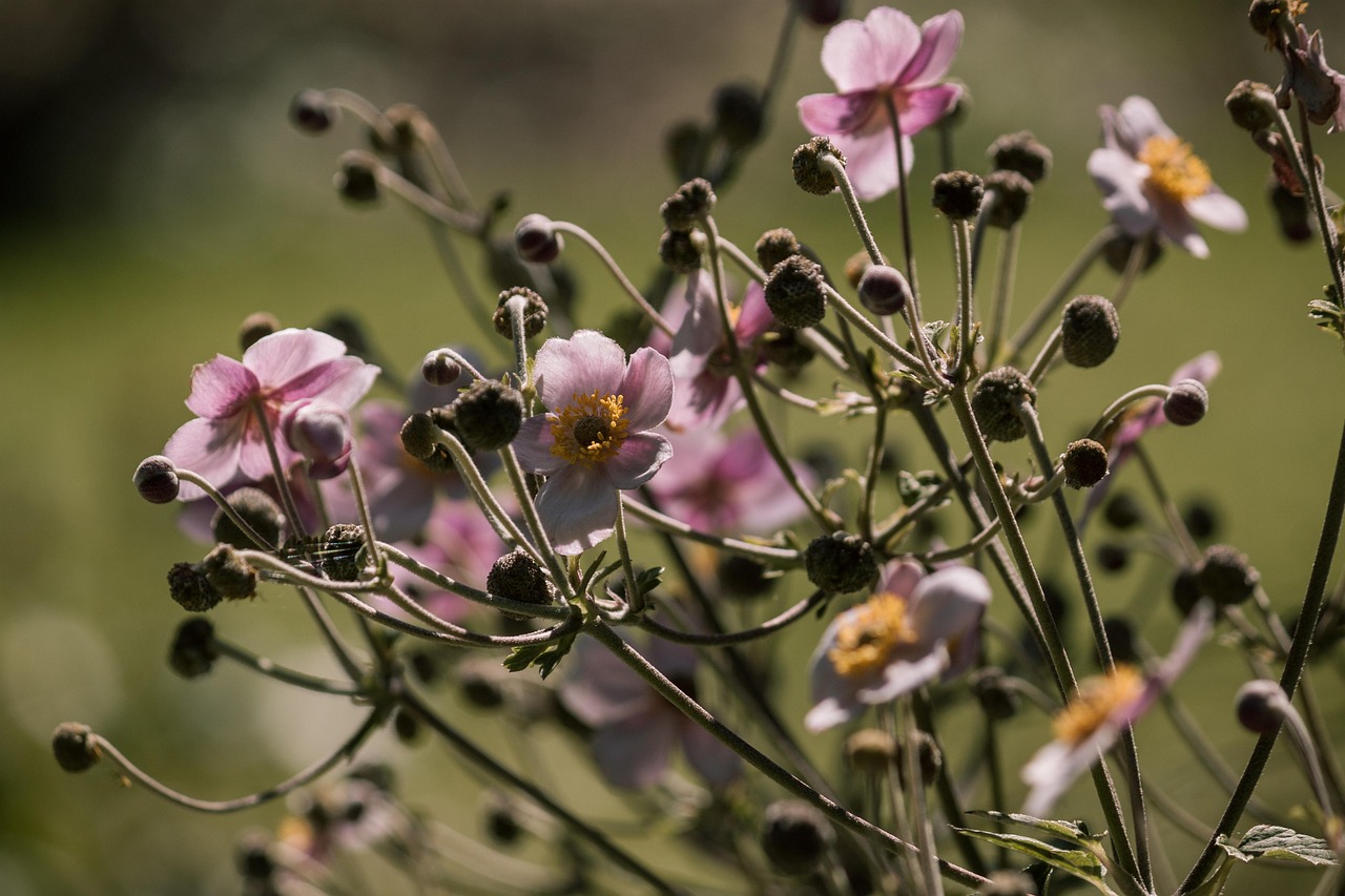 全球肺炎疫情最新動(dòng)態(tài),應(yīng)對策略進(jìn)展與全球狀況更新