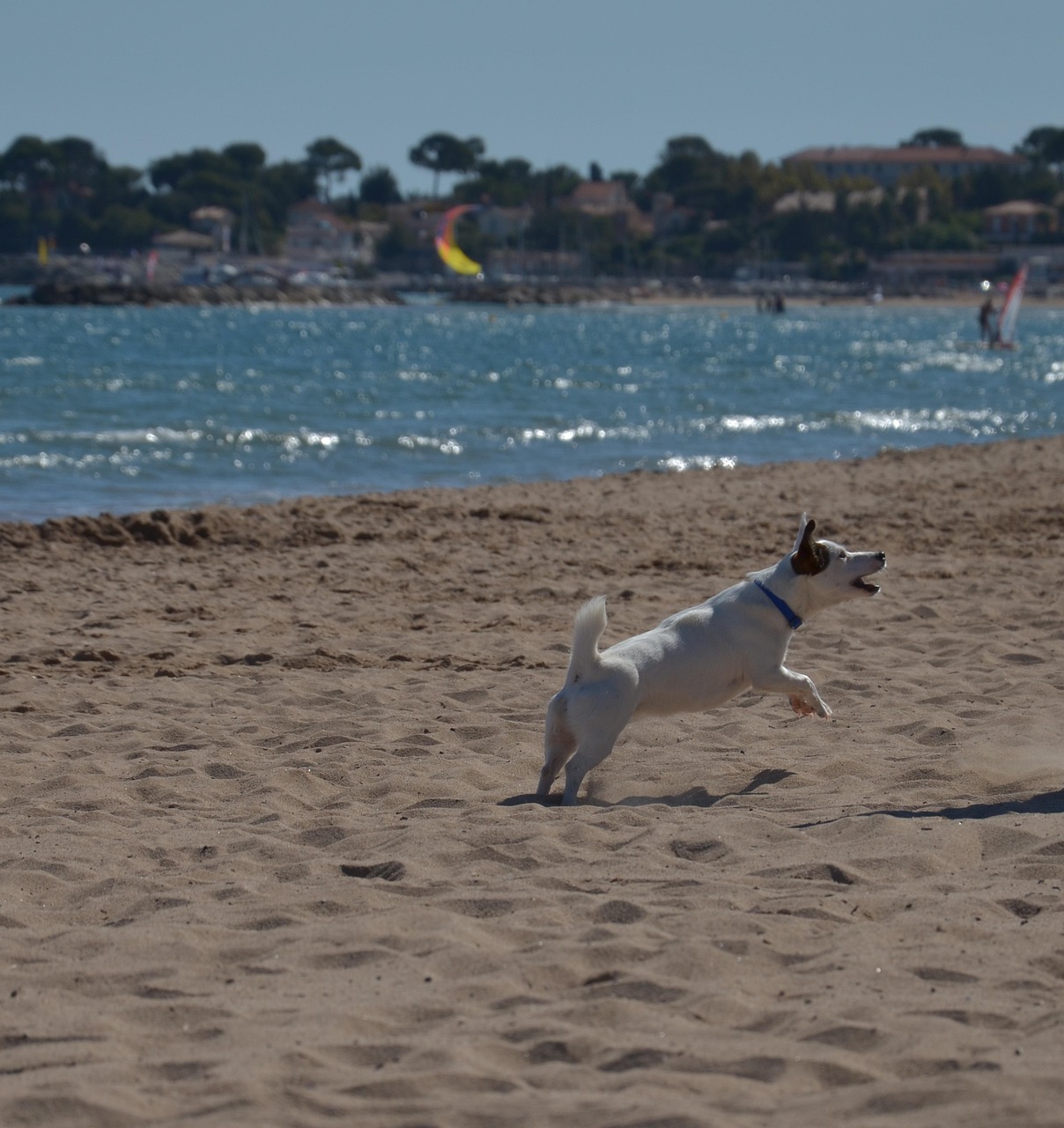 鉤魚(yú)比賽，競(jìng)技激情與技能的獨(dú)特魅力展現(xiàn)視頻實(shí)錄