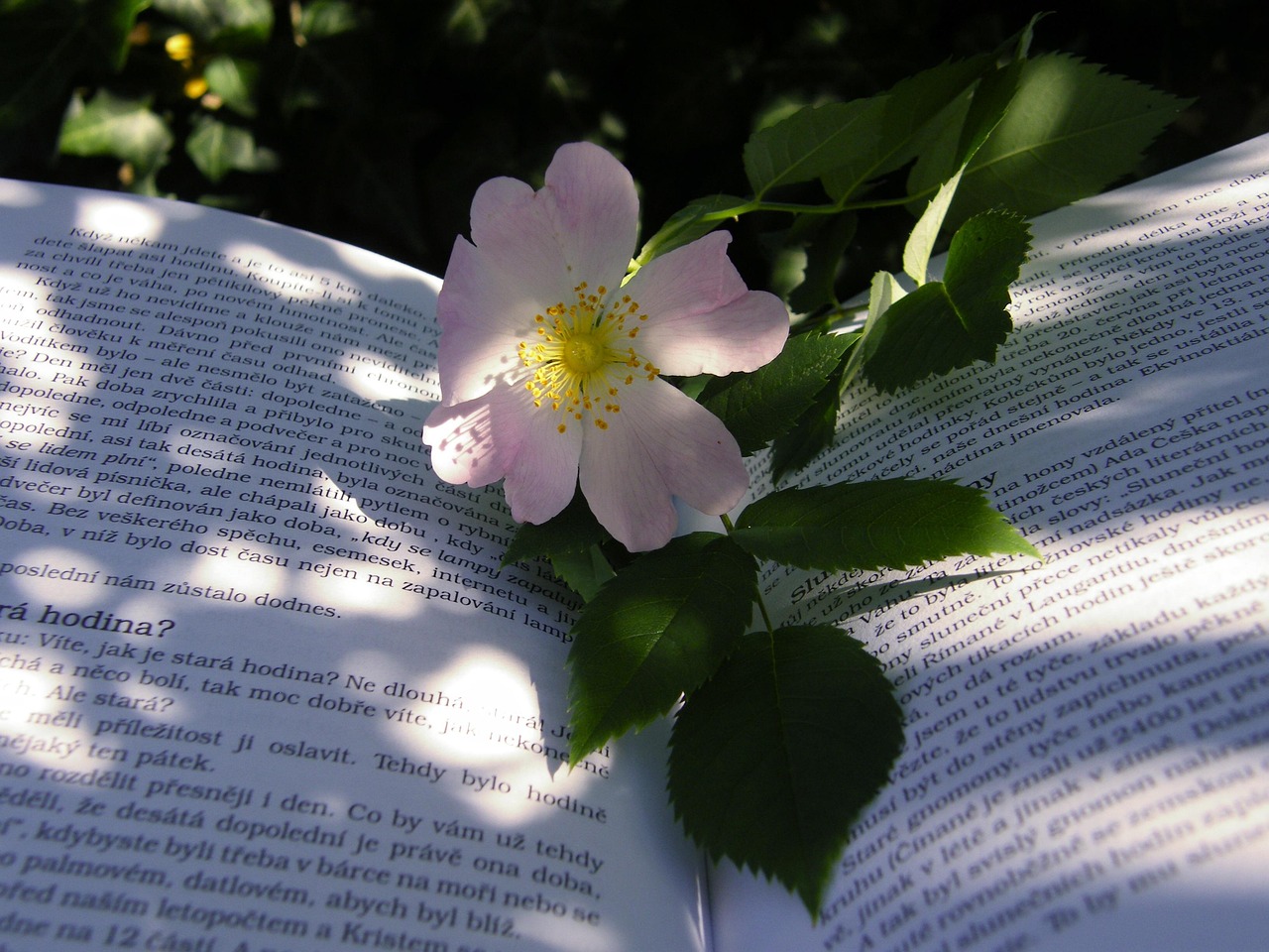 表妹電影在線觀看，情感與成長的交織之旅
