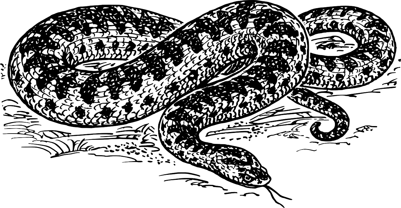 蟒蛇捕食瞬間的神秘魅力揭秘