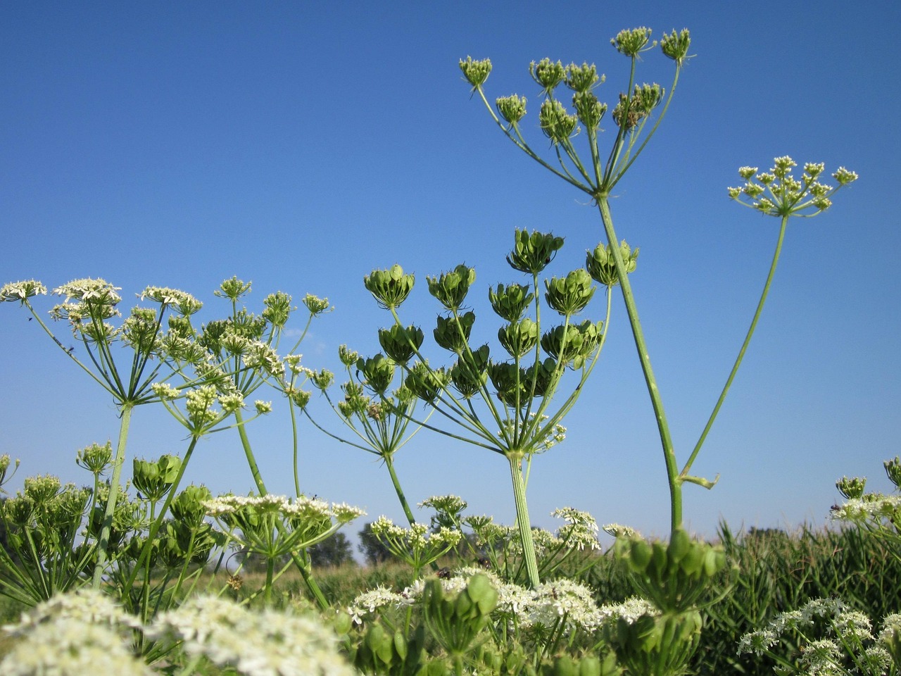 連翹價格行情深度分析與預(yù)測
